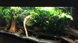 Aquarium Trübstadt