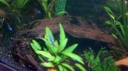 Dekoration im Aquarium Becken 3690