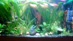 Aquarium Becken 3690