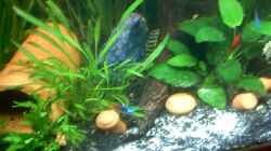 Besatz im Aquarium Becken 3690