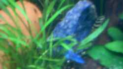 Dekoration im Aquarium Becken 3690