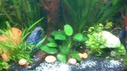 Pflanzen im Aquarium Becken 3690