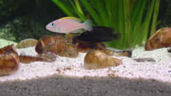 Besatz im Aquarium Becken 371