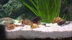 Besatz im Aquarium Becken 371
