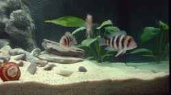 Besatz im Aquarium Becken 371