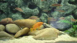 Aquarium Becken 371