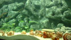 Dekoration im Aquarium Becken 371