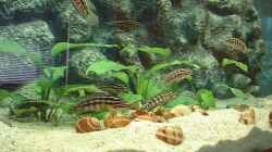 Besatz im Aquarium Becken 371