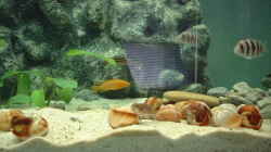 Besatz im Aquarium Becken 371