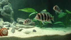 Besatz im Aquarium Becken 371