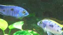 Otopharynx lithobates und Copadichromis azureus Männchen