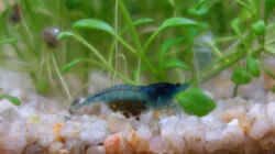 Garnelenweibchen