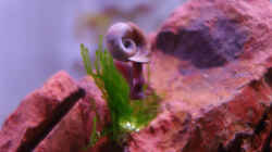 Posthornschnecke