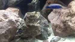 Aquarium Malawi LavaBecken