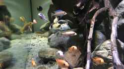 Besatz im Aquarium Mbuna Felszone