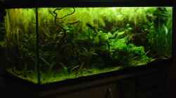 Aquarium Becken 3777