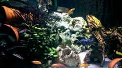 Aquarium Becken 37787