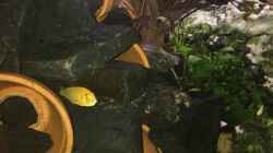 Aquarium Becken 37787