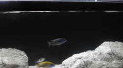 Besatz im Aquarium Brauche Hilfe bei Besatzung