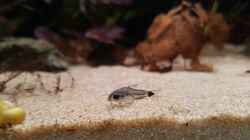 Corydoras hastatus