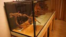 Aquarium Becken 37888