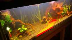 Aquarium Becken 37888