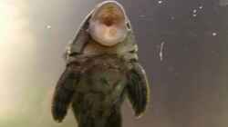 Panaque nigrolineatus