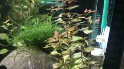 Ludwigia palustris