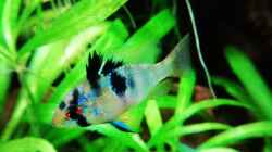 Mikrogeophagus ramirezi weibchen