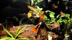 Guppy Männchen und die White Fins 