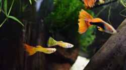 Guppy Männchen am 15.02.2020