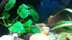 Anubias barteri var. nana