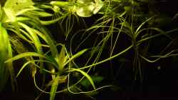 Helanthium Quadricostatus Ausläufer