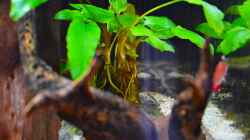 Cryptocoryne walkeri