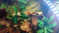 Bucephalandra spec. Wavy Green