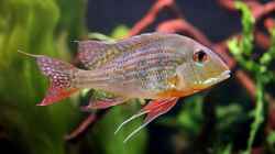 geophagus altifrons