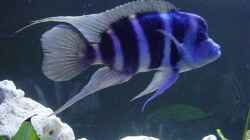 Besatz im Aquarium Becken 391