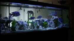 Aquarium Becken 391