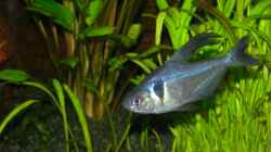 Besatz im Aquarium Becken 3918
