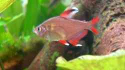 Rosensalmler white Fin