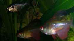 2 Sonnensichelsalmler + 1 Phantomsalmler