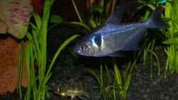 Besatz im Aquarium Becken 3918