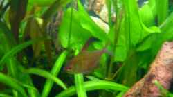 Besatz im Aquarium Becken 3918