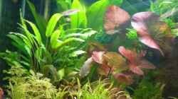 Pflanzen im Aquarium Becken 3944