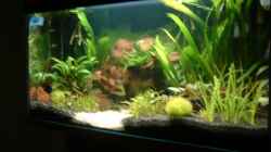 Aquarium Becken 3944