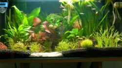 Aquarium Becken 3944