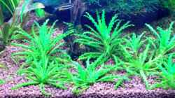 Pogostemon helferi 27.12.07