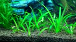 Echinodorus tenellus ( Grasartige Schwertpflanze )27.12.07