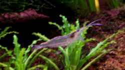 Amano-Garnele bischen unscharf