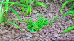 Hemianthus callitrichoides´cuba´